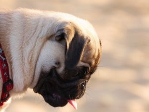 Preview wallpaper pug, dog, face, profile