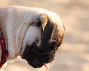 Preview wallpaper pug, dog, face, profile