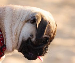 Preview wallpaper pug, dog, face, profile