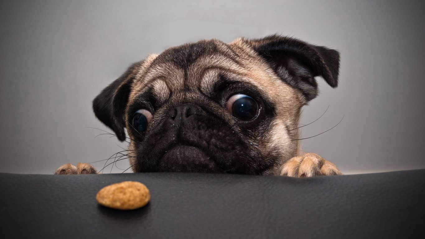 Download wallpaper 1366x768 pug, dog, face, sadness, cookies tablet, laptop  hd background