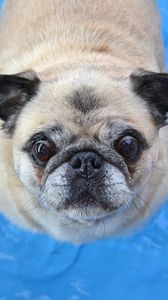Preview wallpaper pug, dog, funny, face