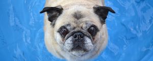 Preview wallpaper pug, dog, funny, face