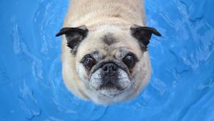 Preview wallpaper pug, dog, funny, face