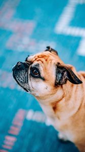 Preview wallpaper pug, dog, glance, profile