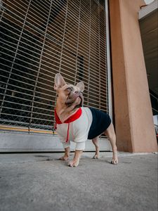 Preview wallpaper pug, dog, glance, funny, pet