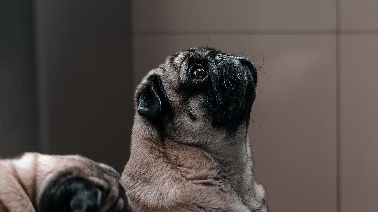 Wallpaper pug, dog, glance, funny, animal