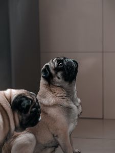 Preview wallpaper pug, dog, glance, funny, animal