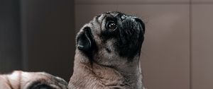 Preview wallpaper pug, dog, glance, funny, animal