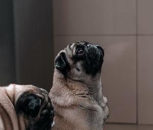 Preview wallpaper pug, dog, glance, funny, animal