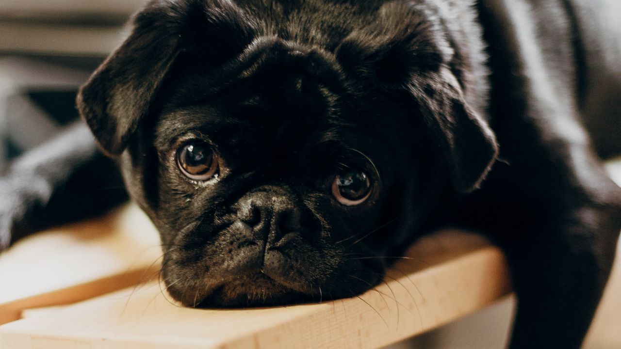 Wallpaper pug, dog, glance, sad, pet, black