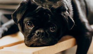 Preview wallpaper pug, dog, glance, sad, pet, black