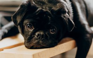 Preview wallpaper pug, dog, glance, sad, pet, black