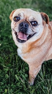 Preview wallpaper pug, dog, glance, protruding tongue