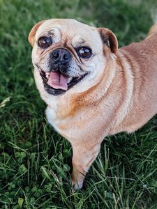 Preview wallpaper pug, dog, glance, protruding tongue