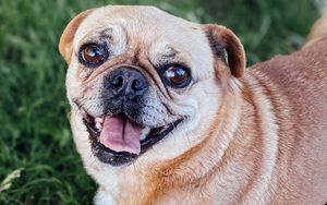 Preview wallpaper pug, dog, glance, protruding tongue