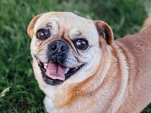 Preview wallpaper pug, dog, glance, protruding tongue