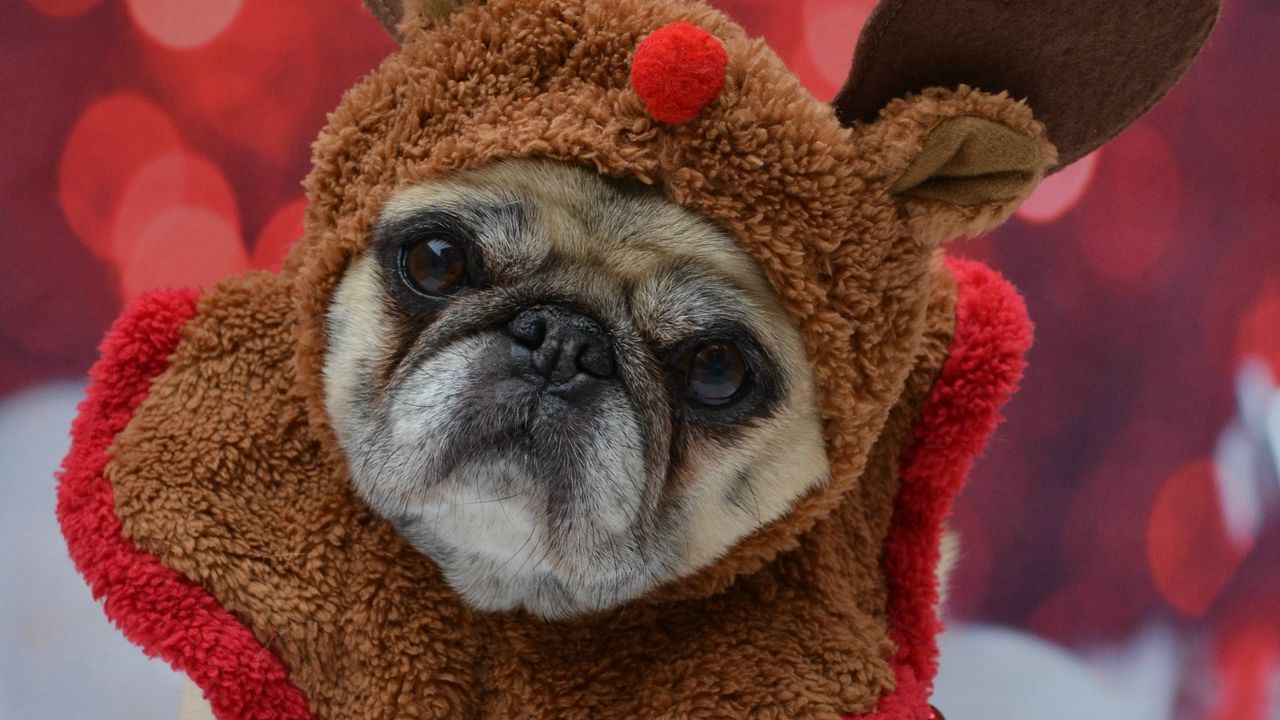Wallpaper pug, dog, glance, costume, funny, new year