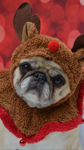 Preview wallpaper pug, dog, glance, costume, funny, new year