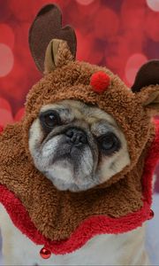 Preview wallpaper pug, dog, glance, costume, funny, new year