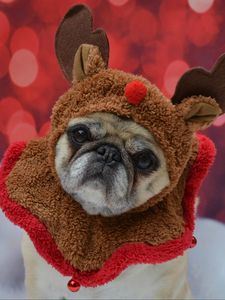 Preview wallpaper pug, dog, glance, costume, funny, new year