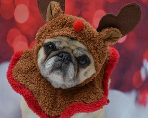 Preview wallpaper pug, dog, glance, costume, funny, new year