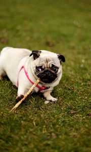 Preview wallpaper pug, dog, grass, collar, walk, sit