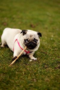 Preview wallpaper pug, dog, grass, collar, walk, sit