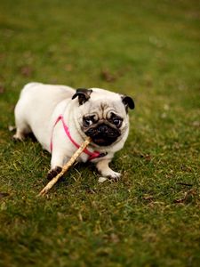 Preview wallpaper pug, dog, grass, collar, walk, sit