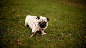 Preview wallpaper pug, dog, grass, collar, walk, sit