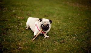 Preview wallpaper pug, dog, grass, collar, walk, sit