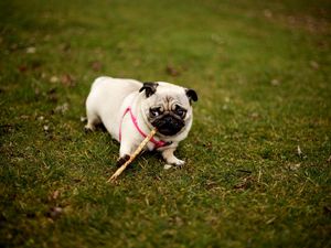 Preview wallpaper pug, dog, grass, collar, walk, sit