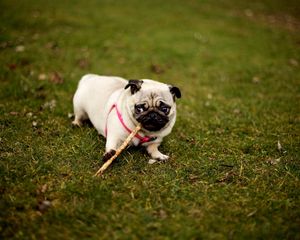 Preview wallpaper pug, dog, grass, collar, walk, sit