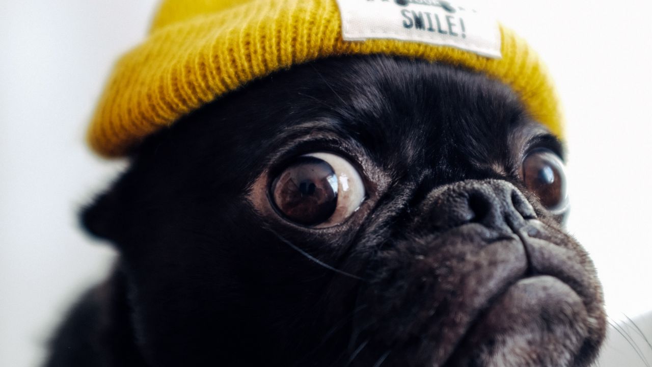 Wallpaper pug, dog, hat, funny, pet