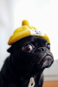 Preview wallpaper pug, dog, hat, funny, pet