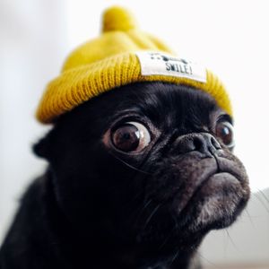 Preview wallpaper pug, dog, hat, funny, pet