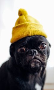 Preview wallpaper pug, dog, hat, pet, black, funny