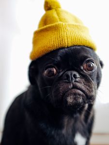 Preview wallpaper pug, dog, hat, pet, black, funny