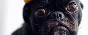 Preview wallpaper pug, dog, hat, pet, black, funny