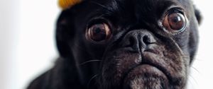 Preview wallpaper pug, dog, hat, pet, black, funny