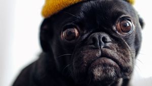 Preview wallpaper pug, dog, hat, pet, black, funny