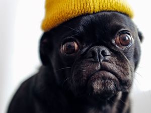 Preview wallpaper pug, dog, hat, pet, black, funny