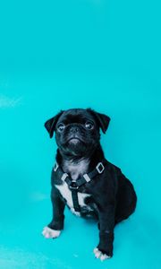 Preview wallpaper pug, dog, look, funny