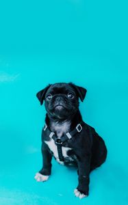 Preview wallpaper pug, dog, look, funny