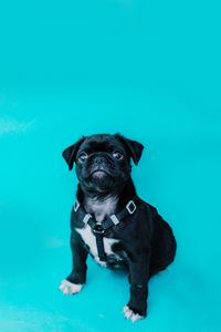 Preview wallpaper pug, dog, look, funny