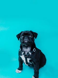 Preview wallpaper pug, dog, look, funny