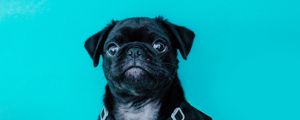 Preview wallpaper pug, dog, look, funny