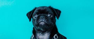 Preview wallpaper pug, dog, look, funny