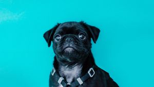 Preview wallpaper pug, dog, look, funny