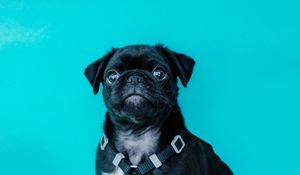 Preview wallpaper pug, dog, look, funny