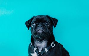 Preview wallpaper pug, dog, look, funny